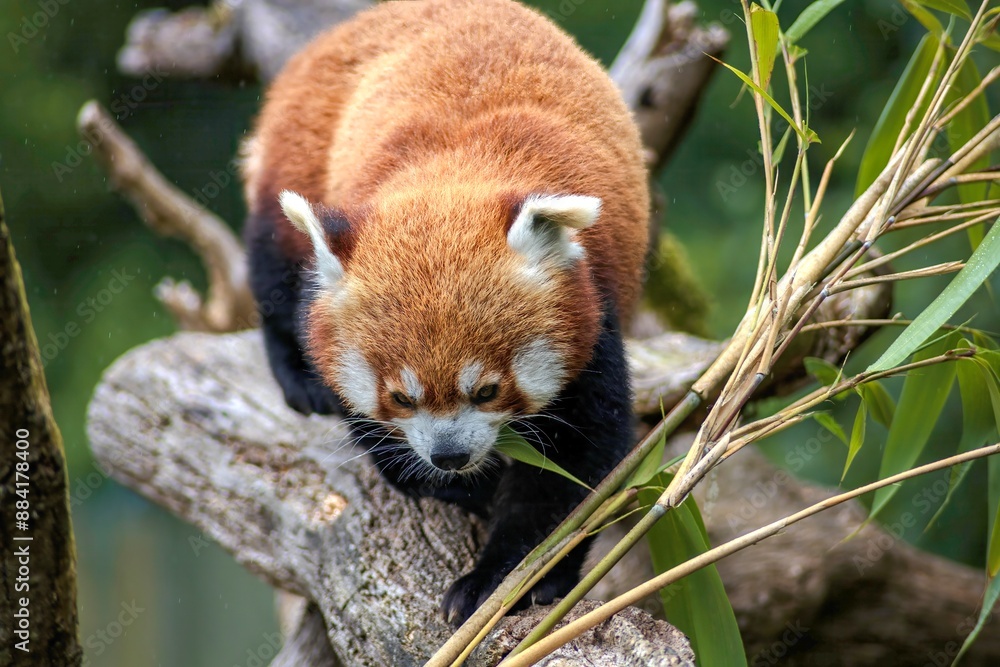 Naklejka premium Red Panda eating bamboo
