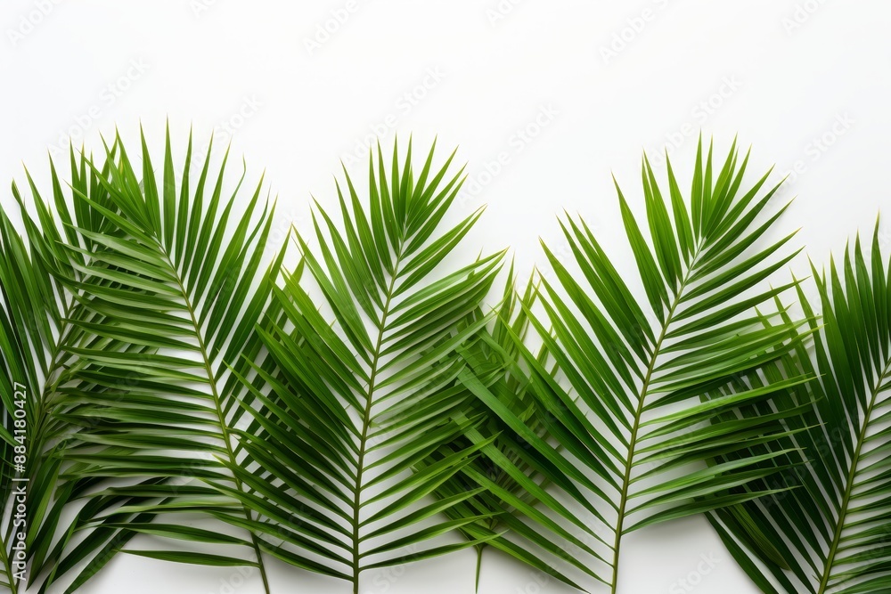 Isolated tropical palm leaves on white background for design projects, vibrant green foliage Isolated tropical palm leaves on white background for design projects, vibrant green foliage