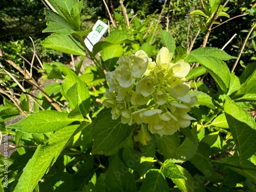 Wallpaper Mural Schlossgarten und Barockschloss Rammenau Torontodigital.ca
