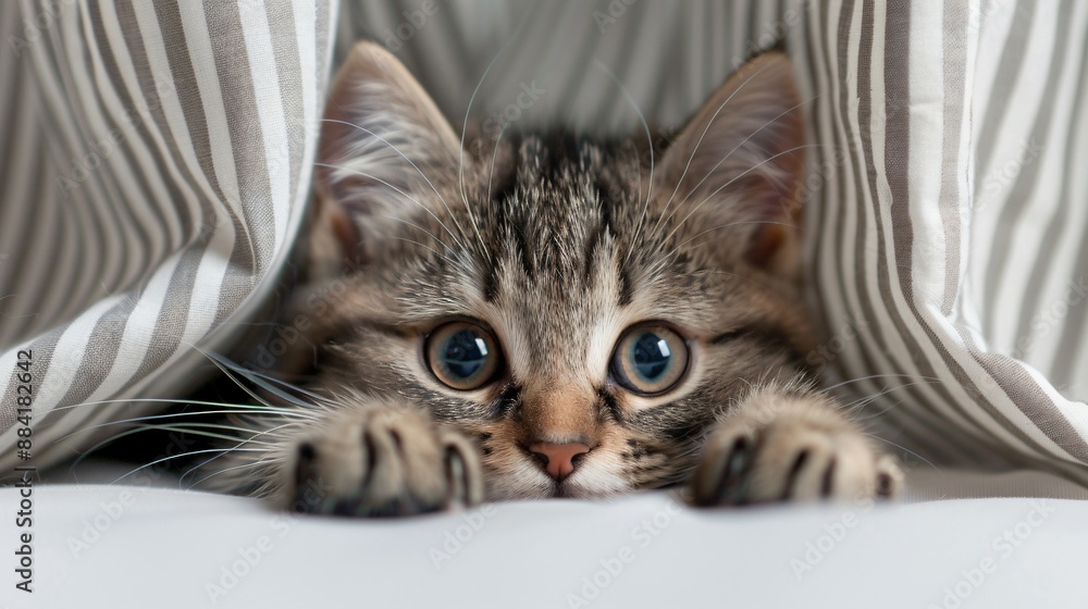 A kitten playing hide and seek behind a curtain, its eyes peeking out. A kitten playing hide and seek behind a curtain, its eyes peeking out.