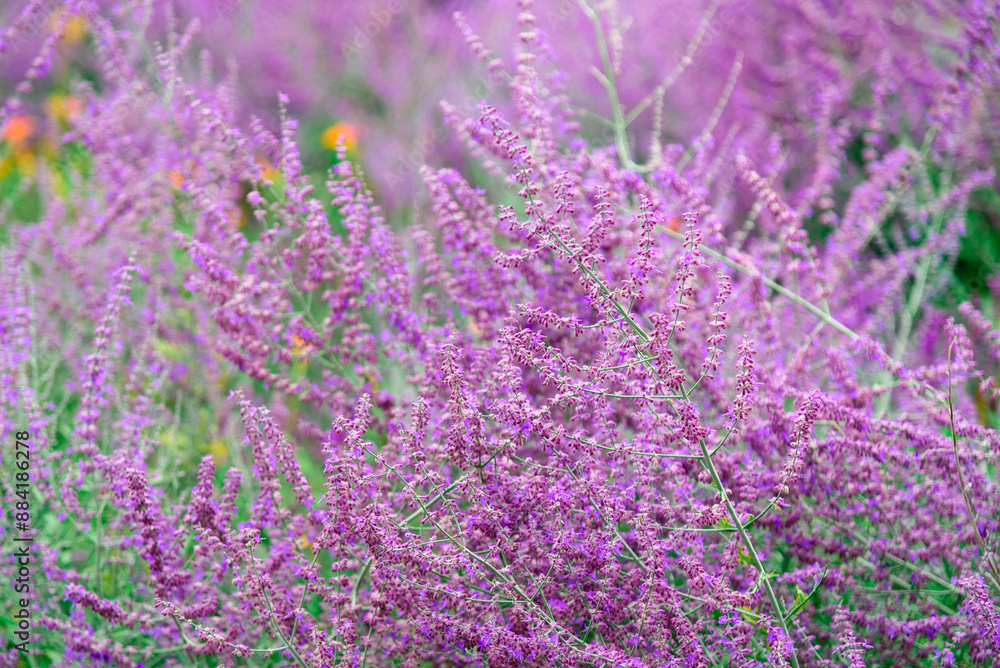 Obraz premium Vibrant Purple Lavender Blooms in a Serene Garden