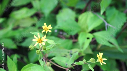 yellow flowers of the Melanthera biflora species are blooming photo