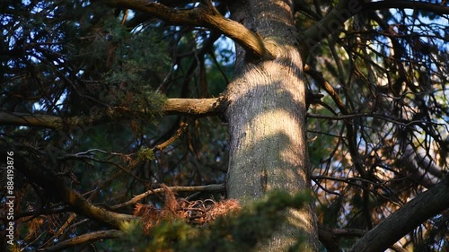 Nature close-up, glare, rays, soft light, spot, trees, branches, evening, macro, without people, calm, pleasant, atmospheric, green, Europe, France, park
