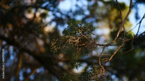 Nature close-up, glare, rays, soft light, spot, trees, branches, evening, macro, without people, calm, pleasant, atmospheric, green, Europe, France, park