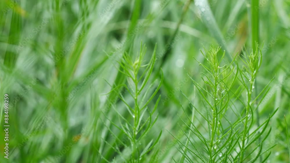 Twigs of Amsonia hubrichtii against a background of green grass during the rain. Shooting in summer in super macro mode. Twigs of Amsonia hubrichtii against a background of green grass during the rain. Shooting in summer in super macro mode.