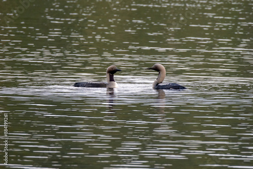 Black-throated Diver in the lake. photo