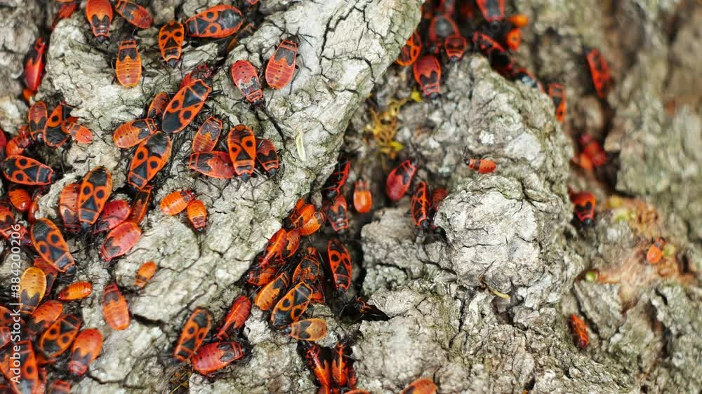 Top view of firebugs crawling slowly on the ground. Some insects are sleeping, and some are actively looking for something. Top view of firebugs crawling slowly on the ground. Some insects are sleeping, and some are actively looking for something.