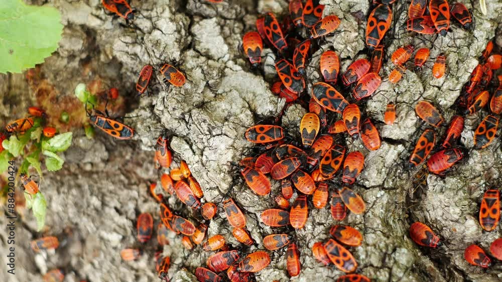 Video in macro mode of large numbers of red beetles crawling on the ground. Top view of insects during breeding season. Video in macro mode of large numbers of red beetles crawling on the ground. Top view of insects during breeding season.