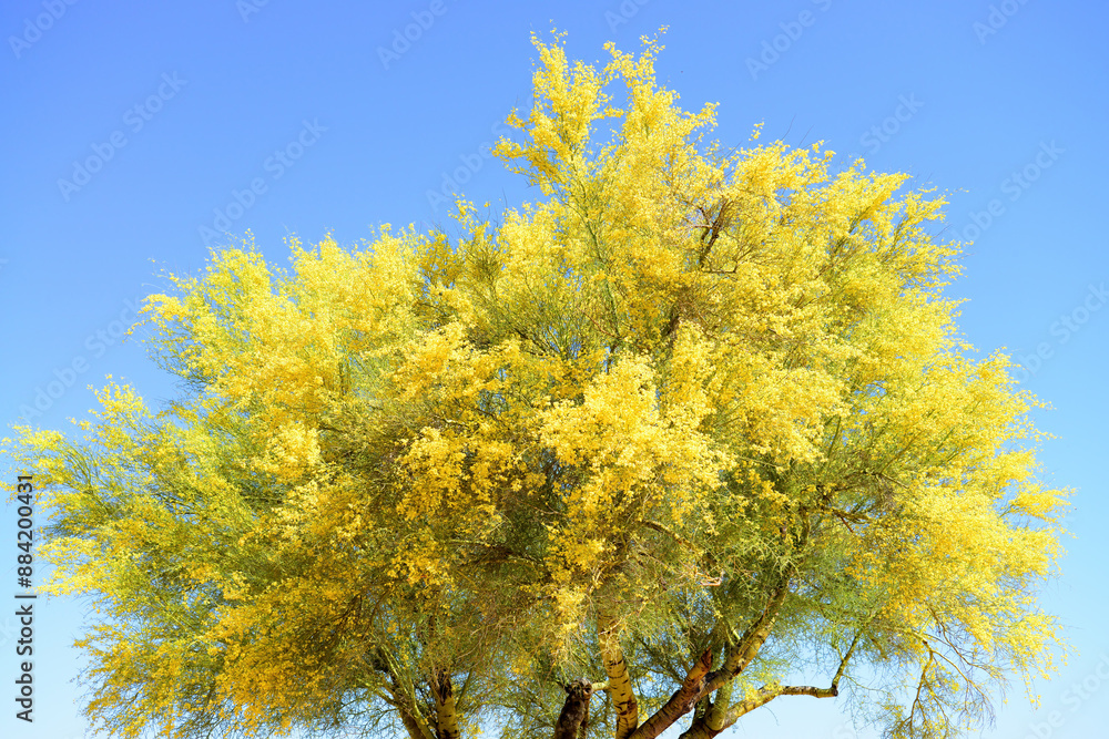 Fototapeta premium Palo Verde Tree, Sonora Desert, Mid Summer