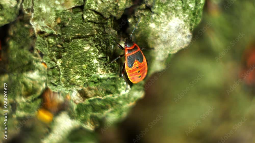 Video in very close-up of how the firebug beetle sits and moves its mustache. Other similar beetles crawl nearby. Video in very close-up of how the firebug beetle sits and moves its mustache. Other similar beetles crawl nearby.