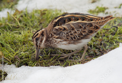 jack snipe (Lymnocryptes minimus) in natural habitat photo