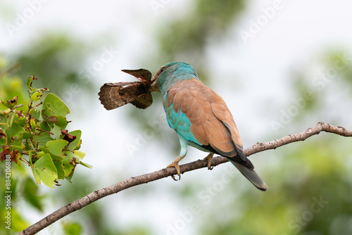 Rollier d'Europe,. Coracias garrulus, European Roller photo