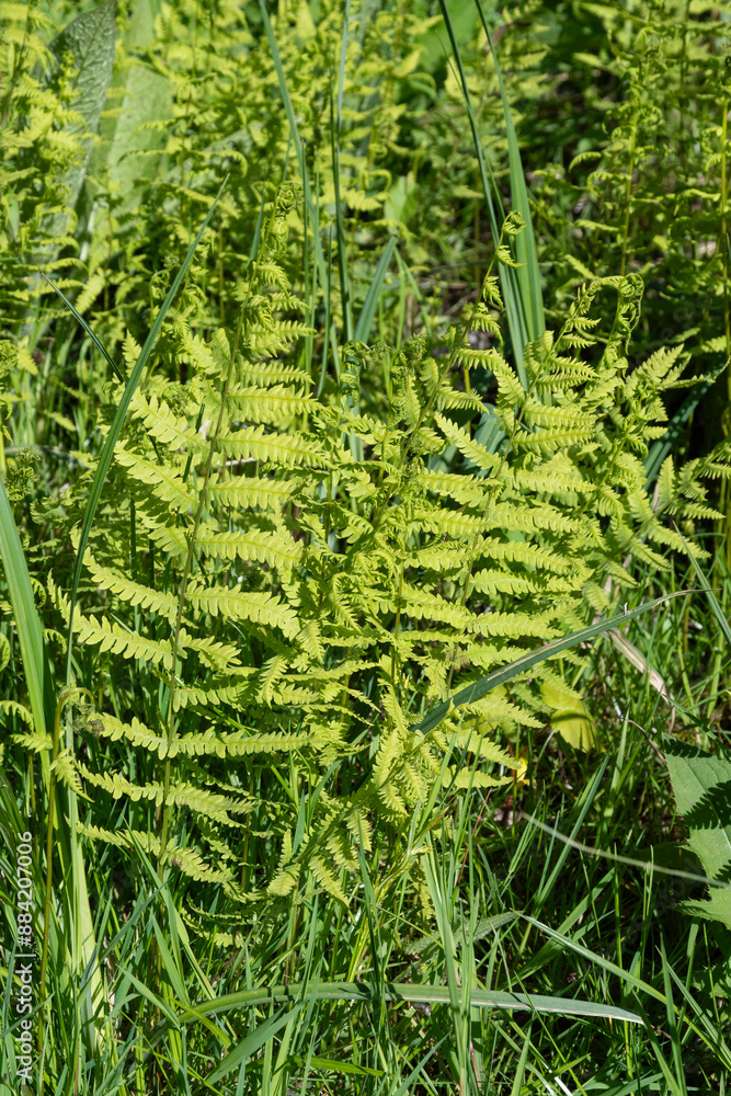 Fougère des marais, Thelipteris palustris Fougère des marais, Thelipteris palustris