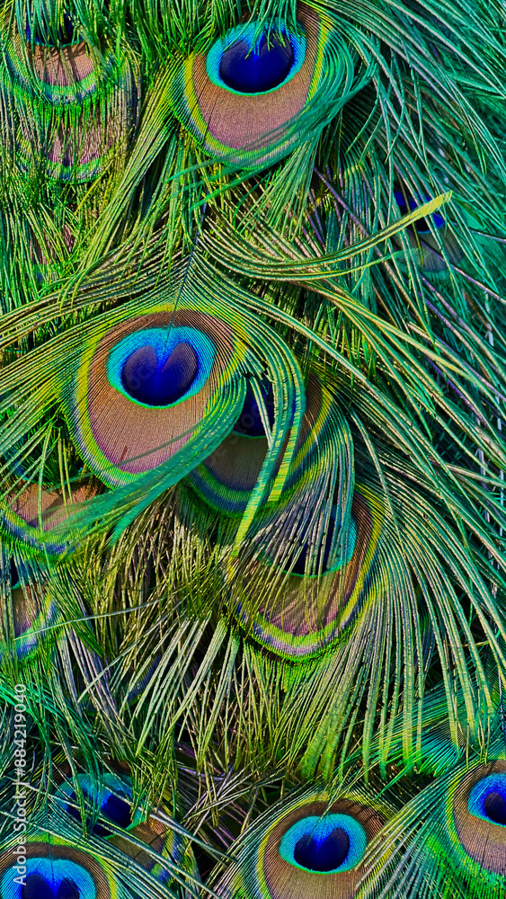 Fototapeta premium Blue peacock feathers in closeup