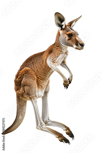 kangaroo isolated against transparent background