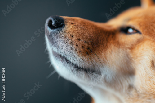 A Shiba Inu dog's nose and whiskers are in focus, looking upwards against dark gray blank background