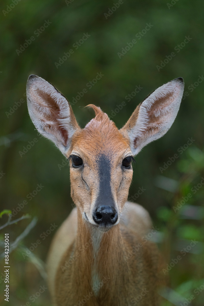 Closeup portrait of a female Common Duiker with big ears looking into the camera, Kruger Park. Closeup portrait of a female Common Duiker with big ears looking into the camera, Kruger Park.