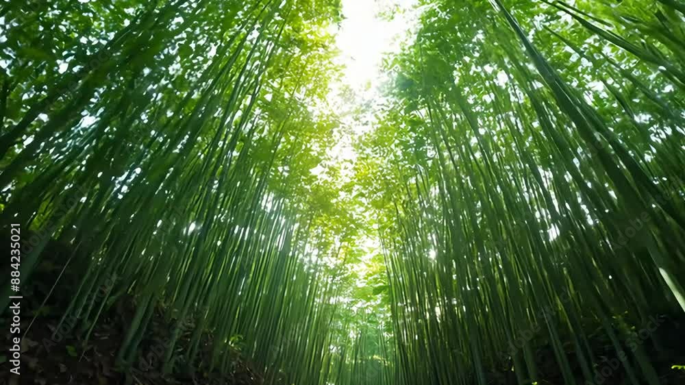 Walking Through a Lush Bamboo Forest on a Sunny Day Walking Through a Lush Bamboo Forest on a Sunny Day