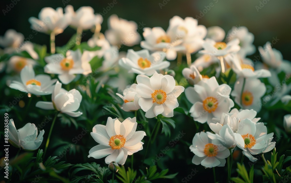 Radiant White Flowers Blooming in the Sunlight Against a Lush Green Background Radiant White Flowers Blooming in the Sunlight Against a Lush Green Background