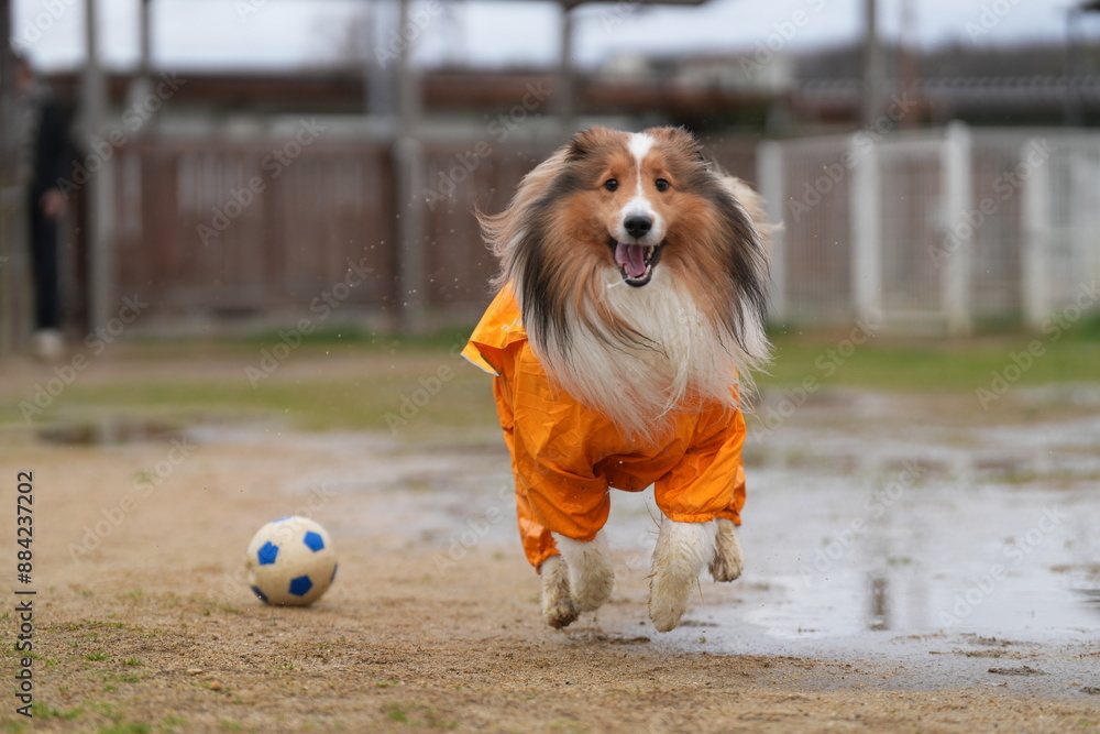 雨の日のドッグラン