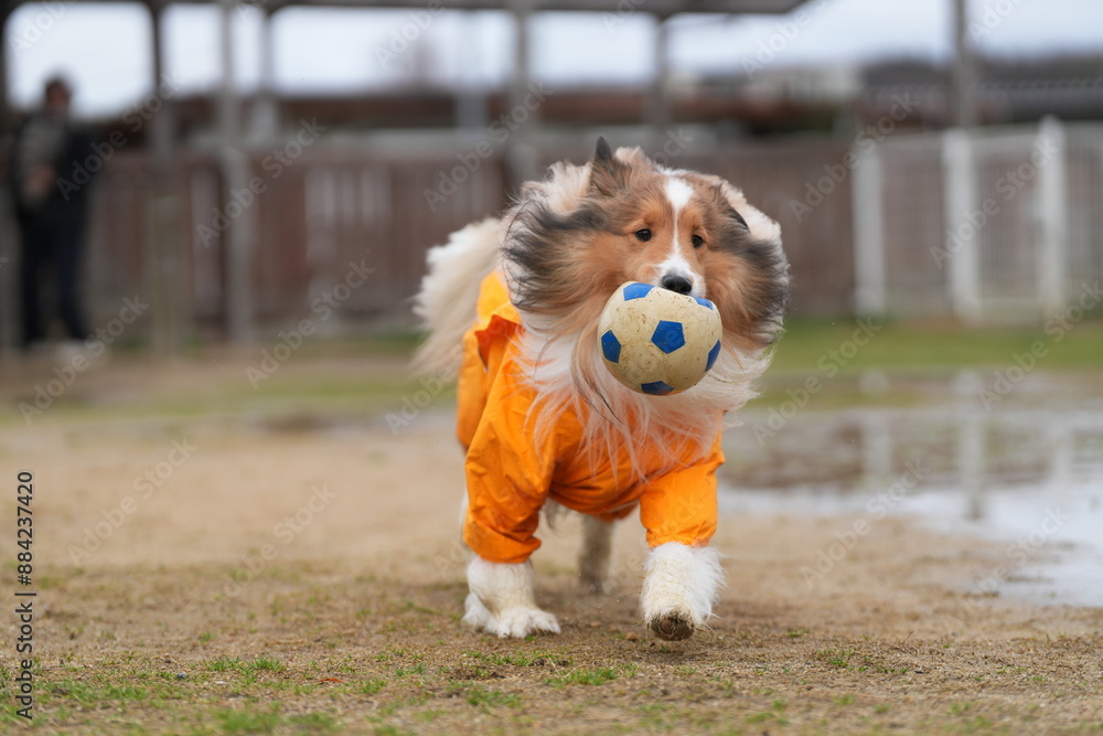 雨の日のドッグラン