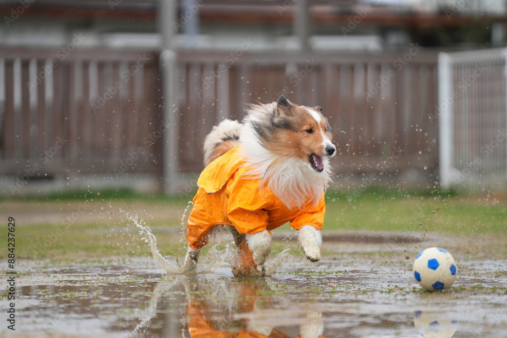 雨の日のドッグラン