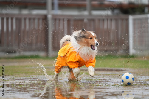 Obraz na płótnie 雨の日のドッグラン w salonie