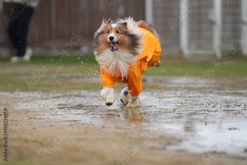 雨の日のドッグラン