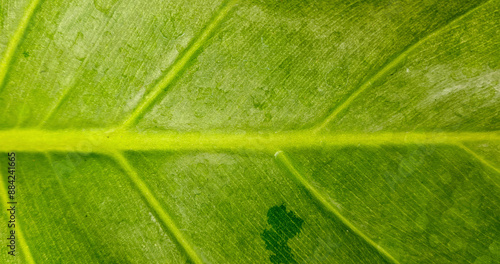 Green leaf background with visible vein leaf