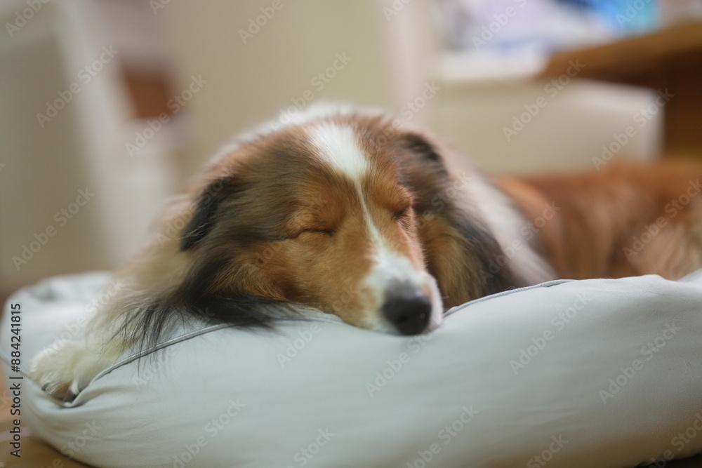 眠そうなシェルティ