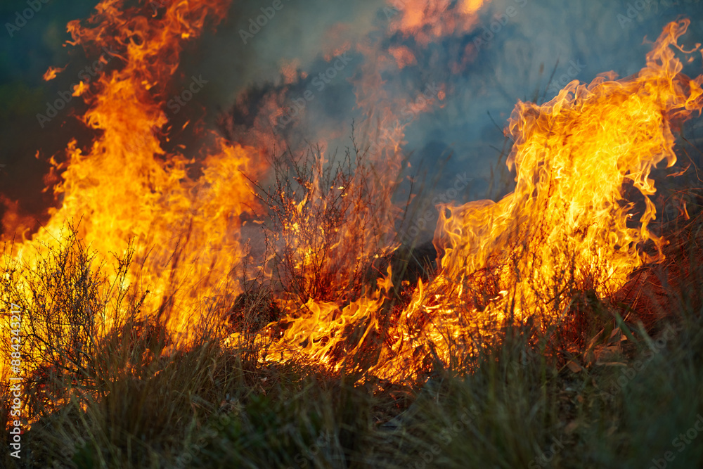 Wild fire, grass and environment with accident, burning and nature with smoke, forest and emergency. Outdoor, empty and woods with trees, landscape and flames with natural disaster, hazard and plants Wild fire, grass and environment with accident, burning and nature with smoke, forest and emergency. Outdoor, empty and woods with trees, landscape and flames with natural disaster, hazard and plants
