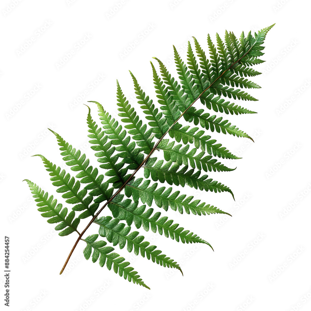 Close-up of a single green fern leaf highlighting its intricate structure and vibrant color, PNG, No background, transparent. Close-up of a single green fern leaf highlighting its intricate structure and vibrant color, PNG, No background, transparent.