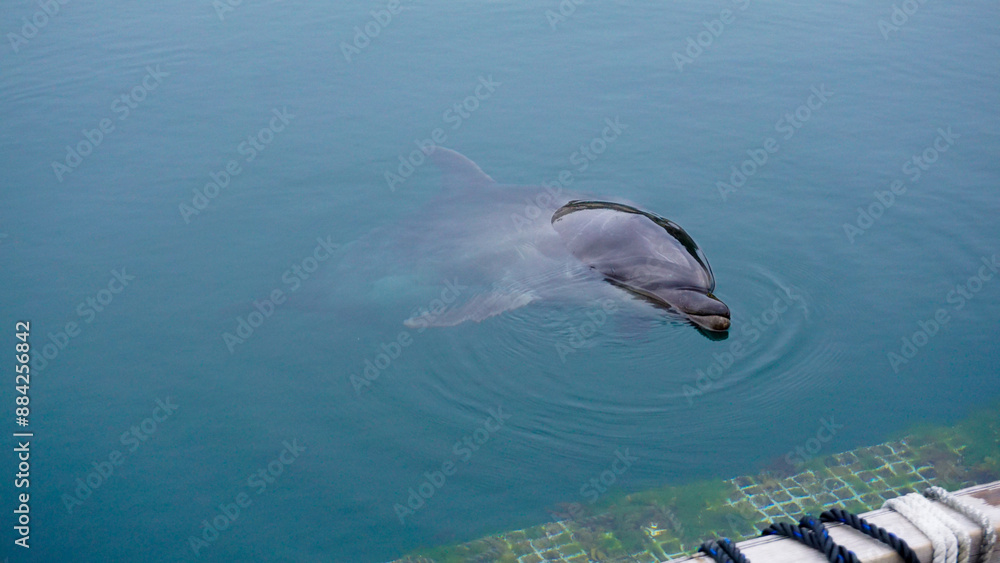 Fototapeta premium ドルフィンファームのイルカ