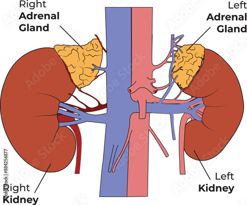 Human kidneys anatomy on white background. Human internal organ icon. Concept of urinary system endocrine system. Vector illustration. Adrenal grand