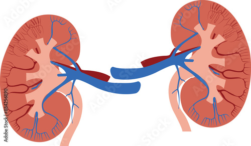 Human kidneys anatomy on white background. Human internal organ icon. Concept of urinary system endocrine system. Vector illustration.