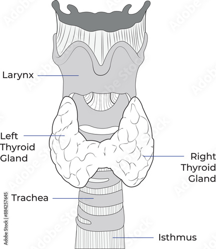 vector illustration of diagram of thyroid gland, Thyroid gland and trachea shown, Human endocrine system. Medical internal organ vector illustration.