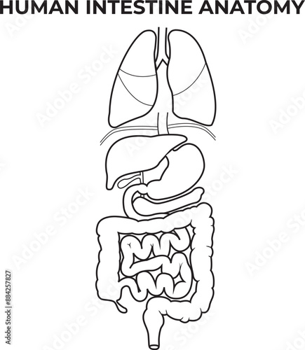 Printhuman digestive system. location of the gastrointestinal tract in the human body. uext labels, Vector Hand Drawn Sketch Set of Anatomical Human Organs