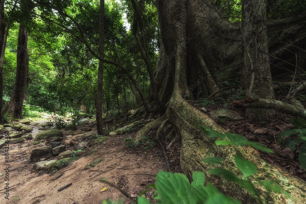 The largest tree with roots supporting the trunk in the Thai rainforest. Image of the concept of conservation of nature and the environment. The largest tree with roots supporting the trunk in the Thai rainforest. Image of the concept of conservation of nature and the environment.