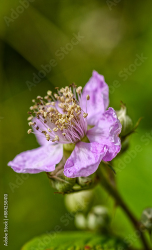 fleur mauve fanée photo