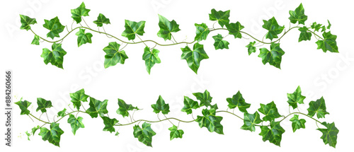 Lush Green Ivy Vines on Transparent Background - Nature, Botanical, and Decorative Plant Elements