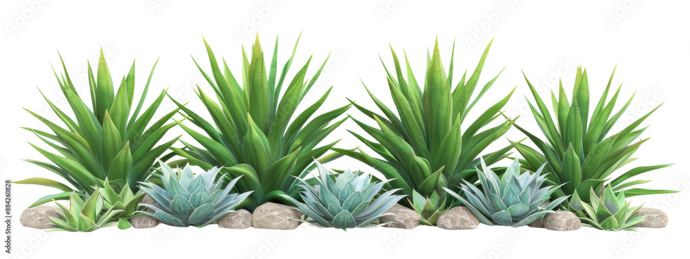 Fototapeta premium Lush Green Succulent Plants and Agave in a Rock Garden Arrangement on Transparent Background