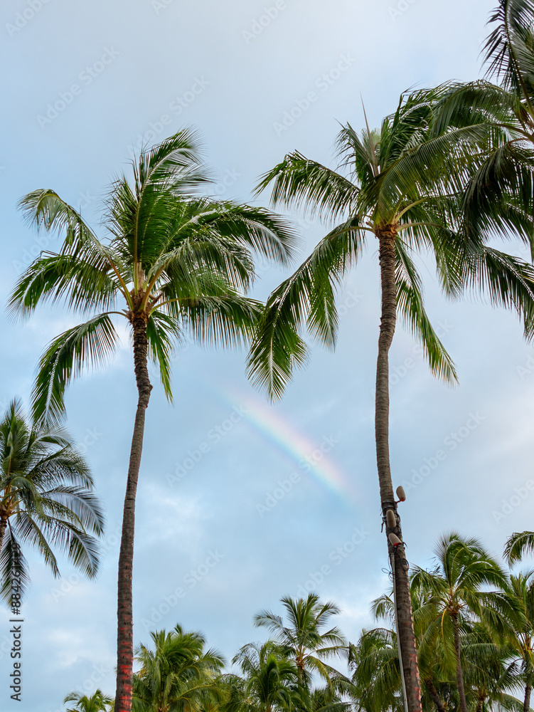 Fototapeta premium Hawaii palm trees with rainbow