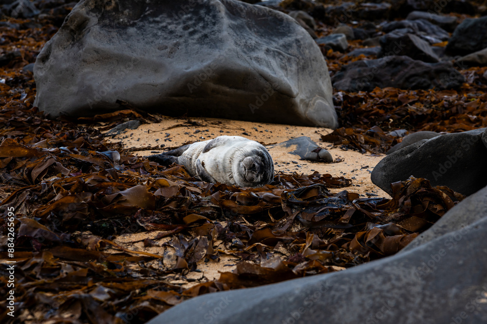 Obraz premium Golden seal sleeping at Ytri Tunga beach Iceland. Harbor seals, Western fjords, Iceland. Harbor seals in the waters of the Skotur fjord near Litlibaer, Western Fjords, Iceland