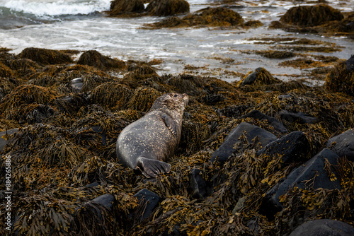 Golden seal sleeping at Ytri Tunga beach Iceland. Harbor seals, Western fjords, Iceland. Harbor seals in the waters of the Skotur fjord near Litlibaer, Western Fjords, Iceland photo