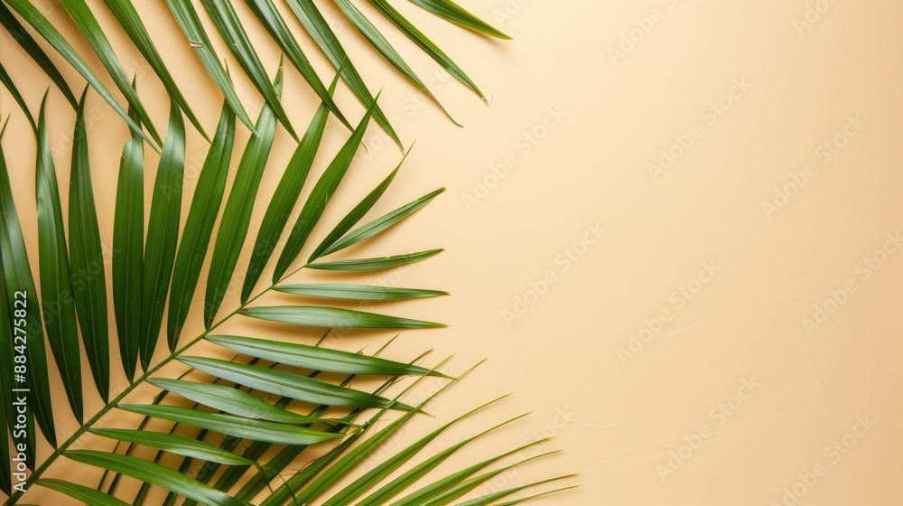 Obraz premium Cosmetic and beauty background. Fresh palm leaves on beige background with copy space. 