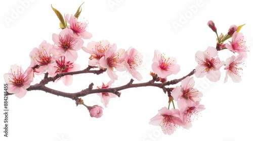 Wallpaper Mural Pink cherry blossoms on a Sakura tree branch, isolated on a white backdrop, perfect for spring-themed visuals. Torontodigital.ca