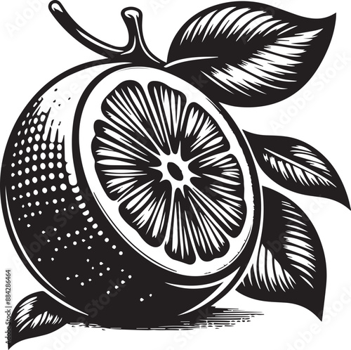 Orange fruit vector illustration on a white background