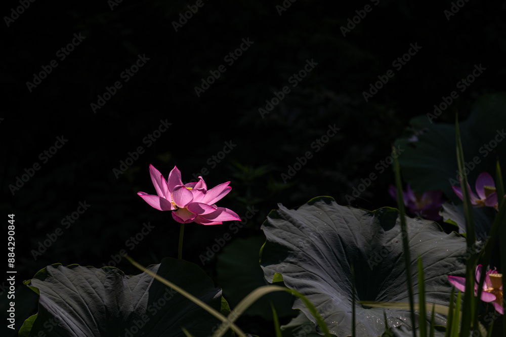 闇に浮かぶ鮮やかな古代蓮の花 Stock Photo | Adobe Stock