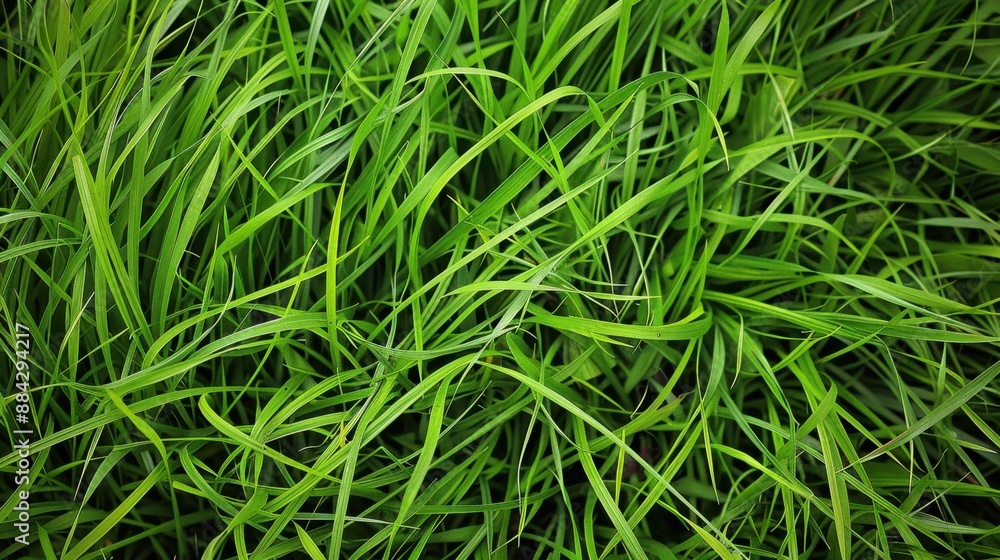 Green grass texture outdoors Green grass texture outdoors