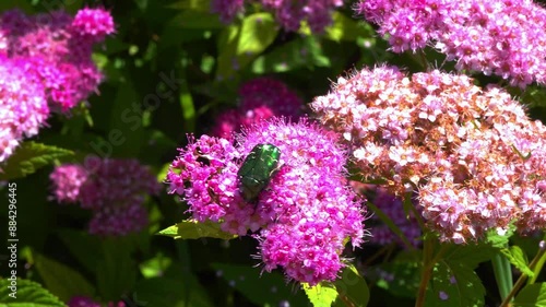 Cetonia aurata - a large green beetle collects pollen on pink flowers in a garden photo